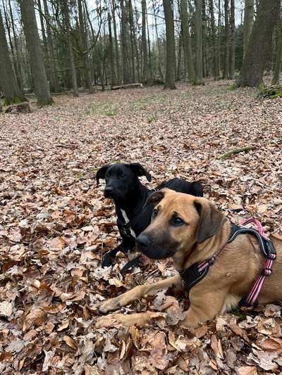 Rhodesian Ridgeback-Beitrag-Bild
