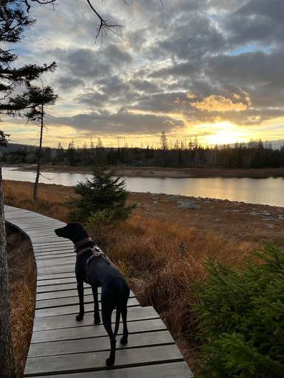 Rhodesian Ridgeback-Beitrag-Bild