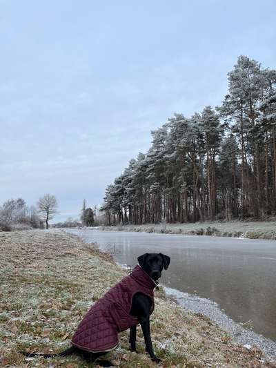 Rhodesian Ridgeback-Beitrag-Bild