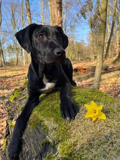 Rhodesian Ridgeback-Beitrag-Bild