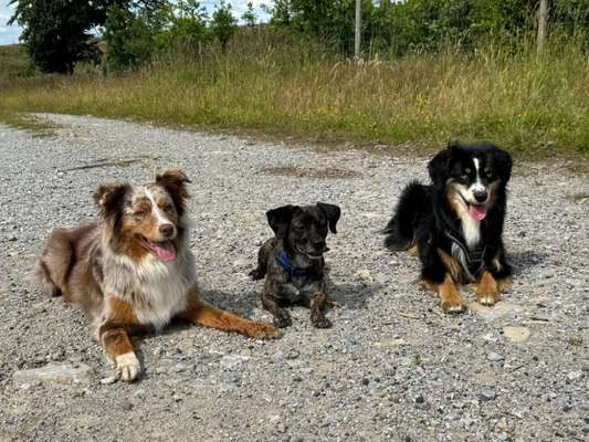 Hundetreffen-Hunderunde-Bild