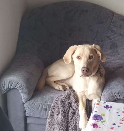 Labradorfans-Beitrag-Bild