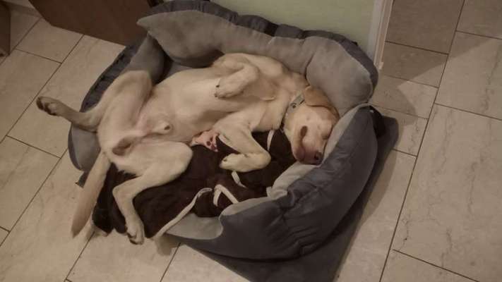 Tipps, Tricks, Klatsch und Tratsch über den Labrador-Beitrag-Bild