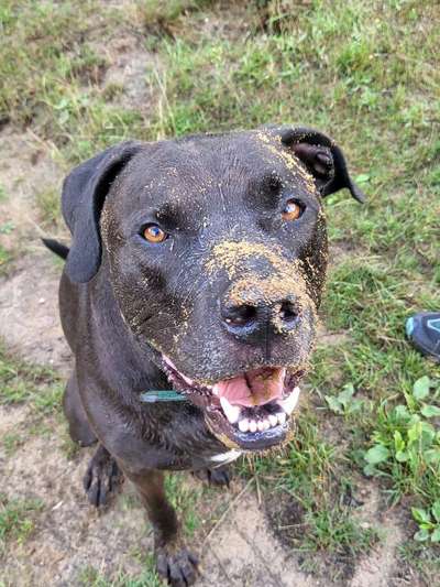 Hundetreffen-Treffen Sozialkontakt, Übungen, Spiel-Bild