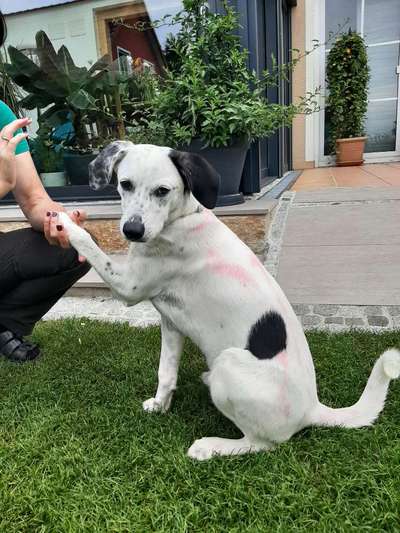 Auslandstierschutz-Beitrag-Bild