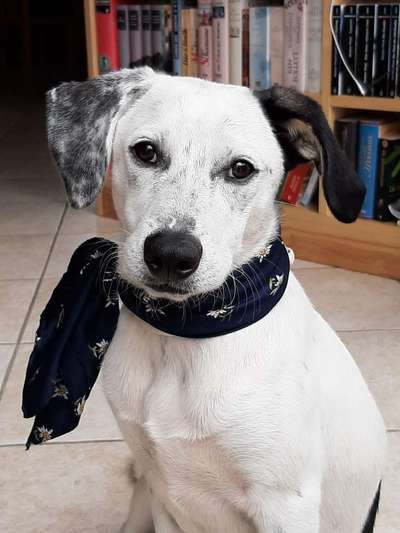 Mischlingshunde Foto Aufruf-Beitrag-Bild