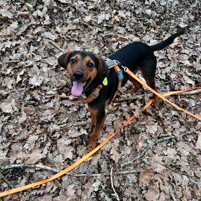 Hundetreffen-Joggen mit Hund-Bild