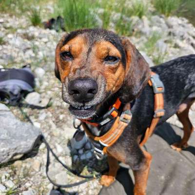 Hundetreffen-Gassirunde Königsforst-Bild