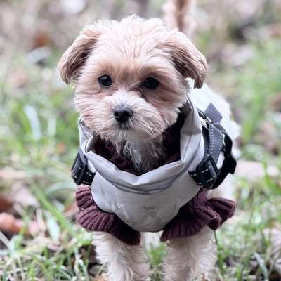 Hundetreffen-Junghunde-Treff für kleine Hunde (1-3 kg)-Bild