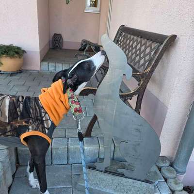 Hundetreffen-Gassi-Bild