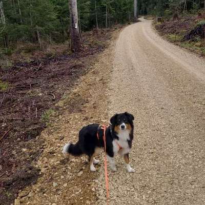 Hundetreffen-Rußbergrunde-Bild