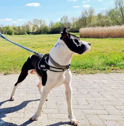 Die Dogorama Monats Challenge "Es grünt und blüht"-Beitrag-Bild