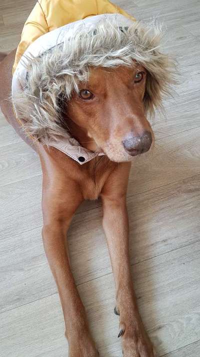 Lustigsten Grimassen von euren Hunden-Beitrag-Bild