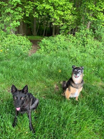 Hunderunde-Beitrag-Bild