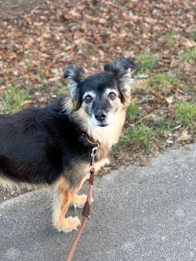 Mischlingshunde Foto Aufruf-Beitrag-Bild