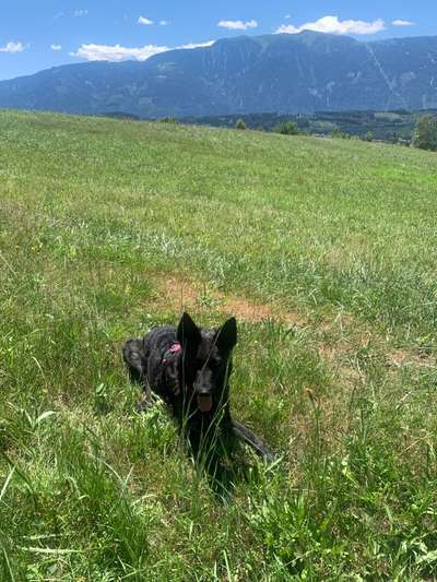 Auslandstierschutz-Beitrag-Bild