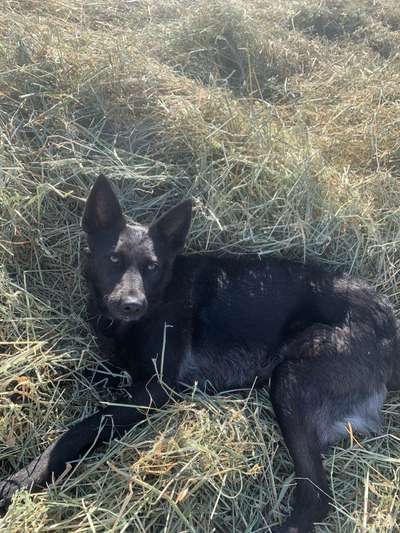 Mischlingshunde Foto Aufruf-Beitrag-Bild