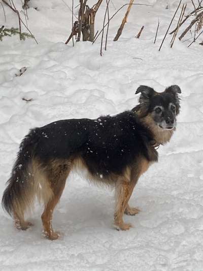 Dogorama Photo Challenge - Es wird nochmal kalt!-Beitrag-Bild