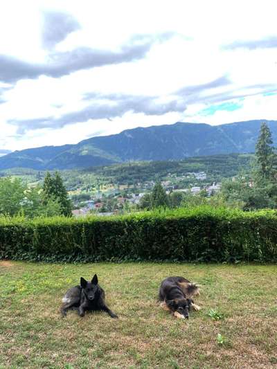 Mischlingshunde Foto Aufruf-Beitrag-Bild