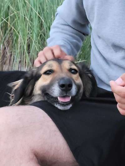 Zeige das lustigste Bild eures Hundis-Beitrag-Bild