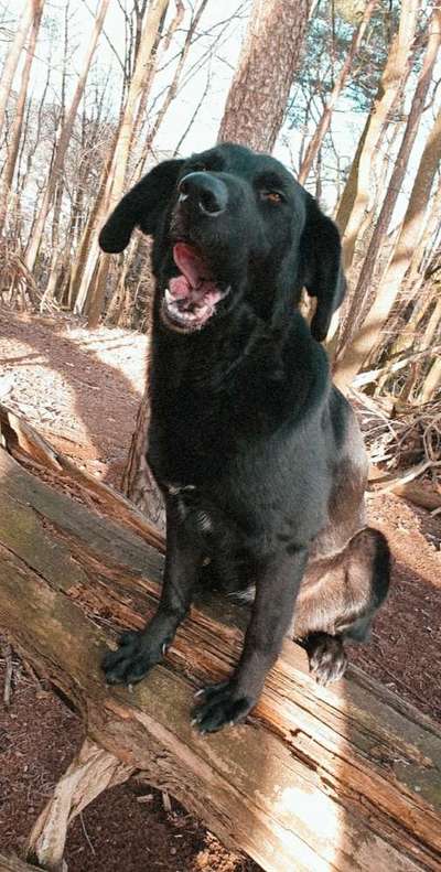 Zeige das lustigste Bild eures Hundis-Beitrag-Bild