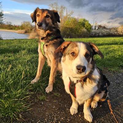 Hundetreffen-(große/lange) Spaziergänge-Bild