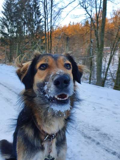 Die Dogorama Kalender Challenge Teil 2/4-Beitrag-Bild