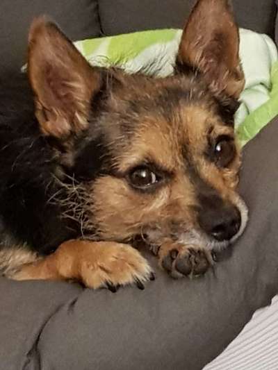 Die Dogorama Kalender Challenge 4/4-Beitrag-Bild