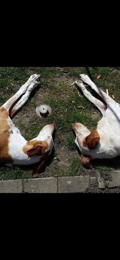 Die Dogorama Wochen Challenge "Friends will be Friends"-Beitrag-Bild