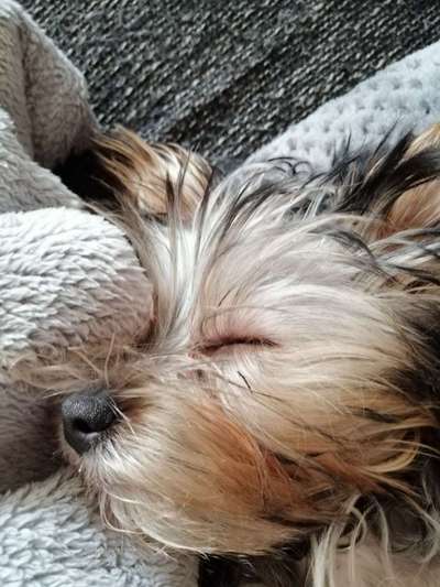 Welpen Bilder !-Beitrag-Bild