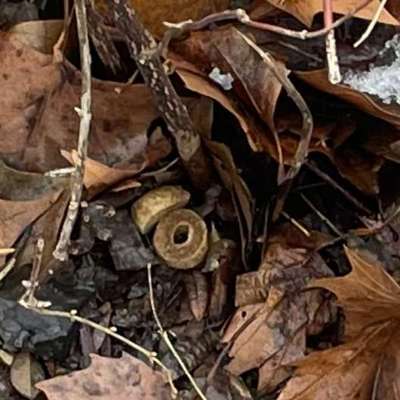 Giftköder-Giftköder-Bild