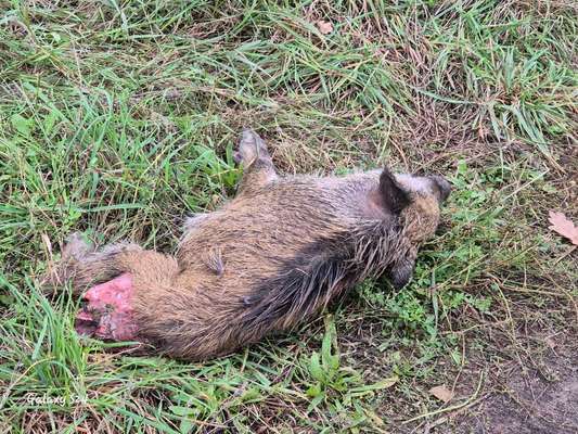 Giftköder-Totes Wildschweinferkel & zermatschte Trauben-Bild