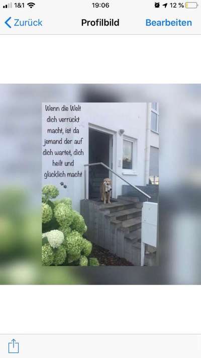 Warum liebst du deinen Hund?-Beitrag-Bild