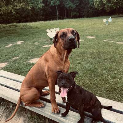 Hundetreffen-Gassi gehen und spielen-Bild