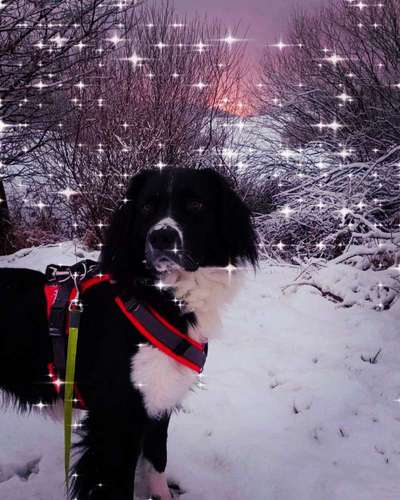 Kleiner Münsterländer!-Beitrag-Bild