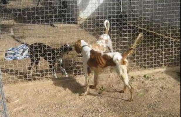 Auslandstierschutz-Beitrag-Bild