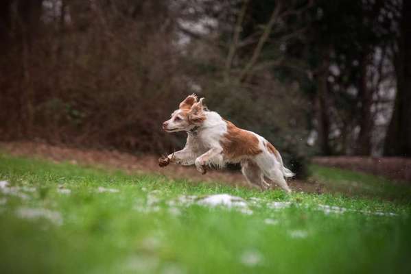 Auslandstierschutz-Beitrag-Bild