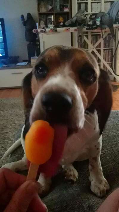 Die Dogorama Kalender Challenge 4/4-Beitrag-Bild