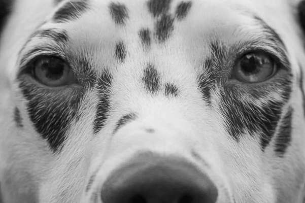 Zeigt mir die tollste Nahaufnahme von eurer Fellnase-Beitrag-Bild