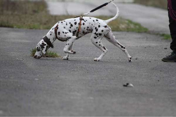 Die Dogorama Wochen Challenge-Beitrag-Bild