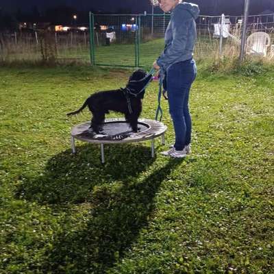 Hundetreffen-Hundefreunde für spaziergänge gesucht-Bild