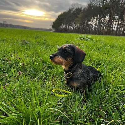Hundetreffen-Kleine Spielkameraden für Fridolin-Bild