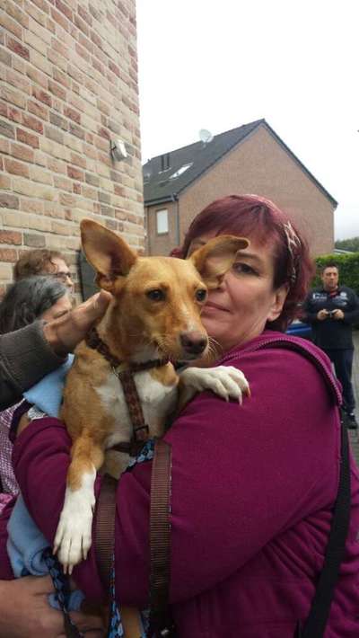 Podenco-Mix in NRW-Beitrag-Bild