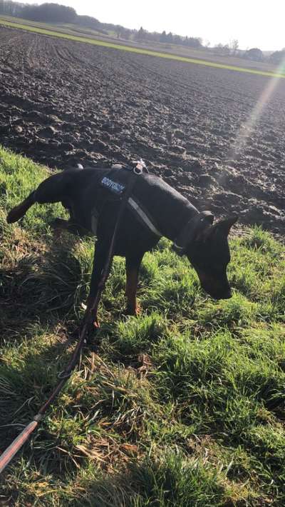 Perfektes Halsband für einen Dobermann?-Beitrag-Bild