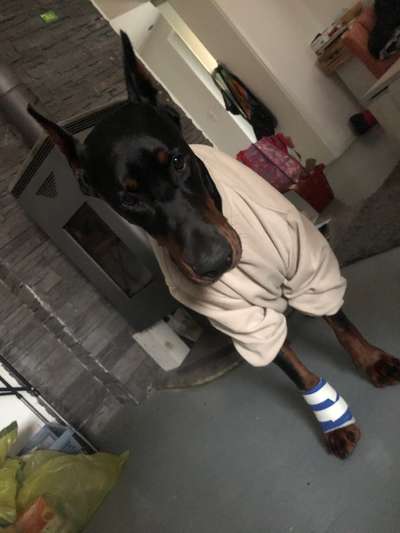 Dogorama Photo Challenge - Hundeblick zum hinschmelzen-Beitrag-Bild