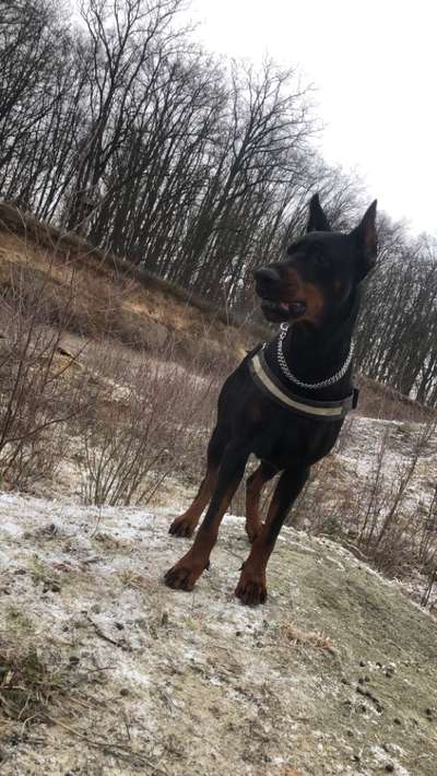 Wo sind die Dobis?-Beitrag-Bild