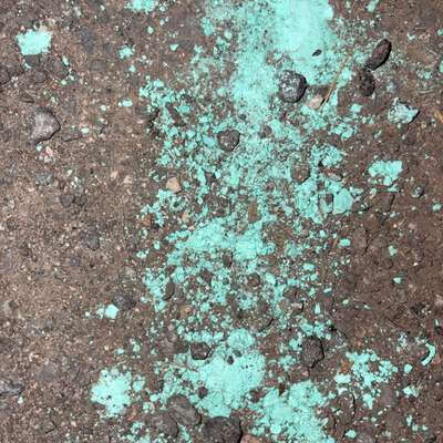 Giftköder-Giftig-Bild