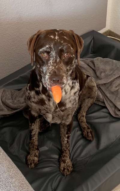 Labradorfans-Beitrag-Bild