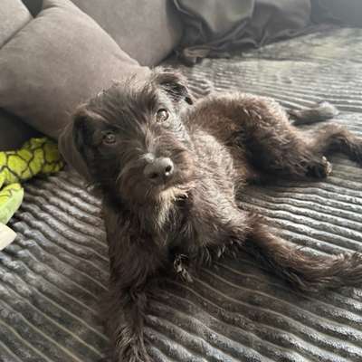 Hundetreffen-Hundefreunde gesucht-Bild
