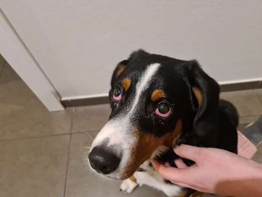 Bindehautentzündung (Konjunktivitis) - Augenlider wurden ausgeschabt-Beitrag-Bild